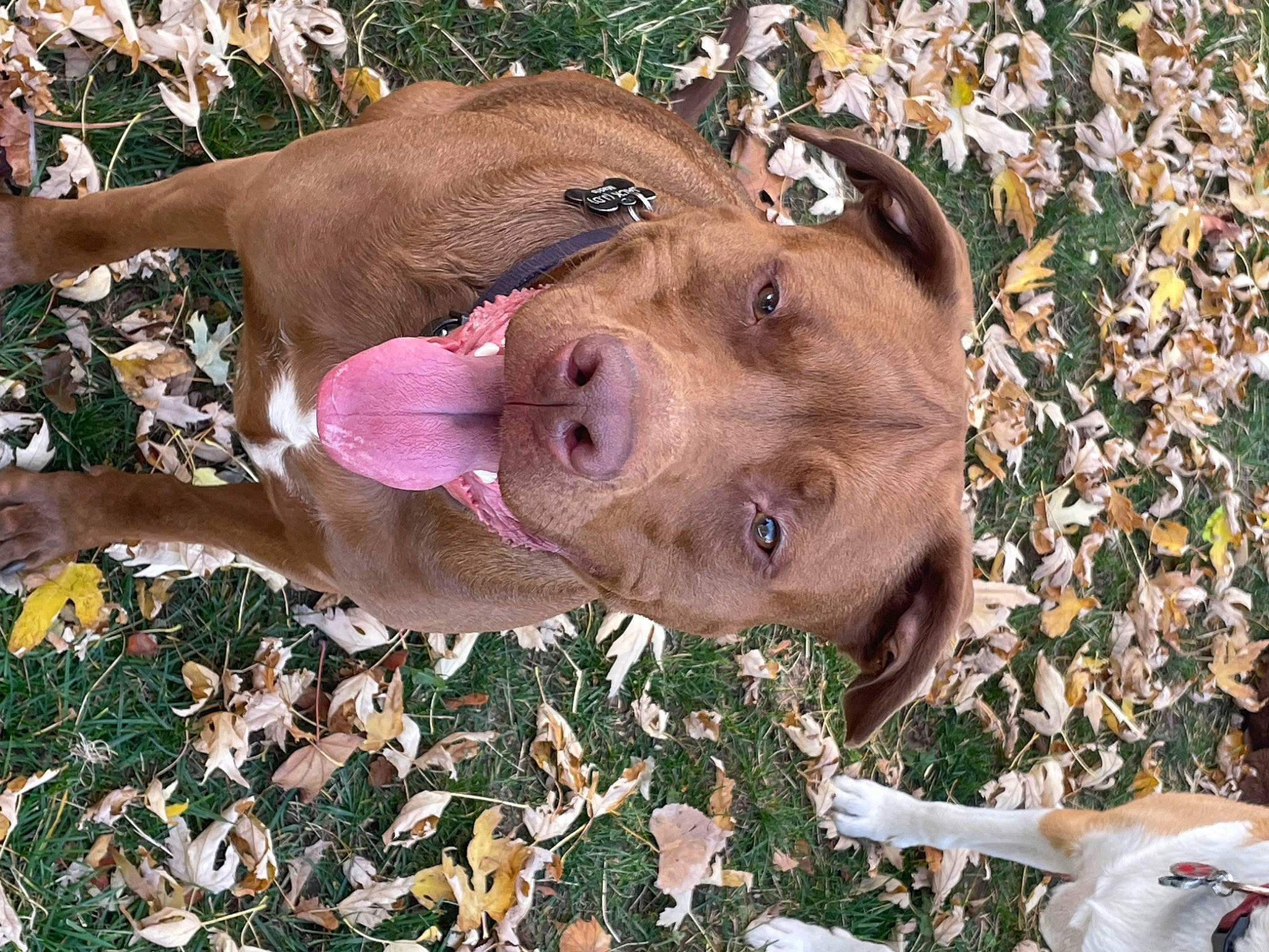 Jack Daniels joined the competition — help win amazing prizes! canidae, carnivore, companion_dog, dog, dog_breed, fawn, grass, groundcover, herbaceous_plant, liver, natural_material, non_sporting_group, plant, snout, sporting_group, suidae, terrestrial_animal, terrestrial_plant, wildlife, working_animal