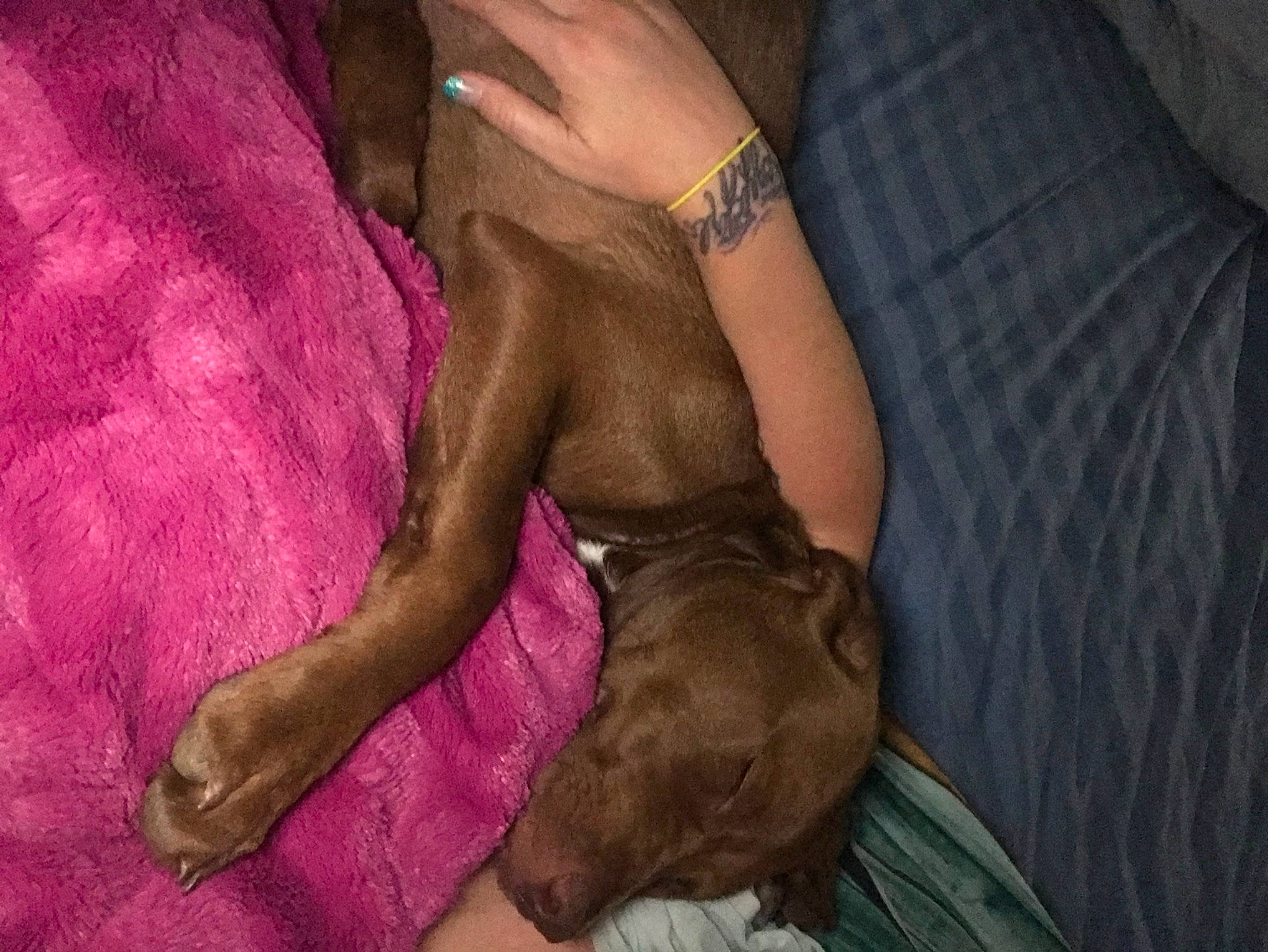 Jack Daniels is registered to the contest to win money with this photo: abdomen, comfort, dress, elbow, electric_blue, fawn, finger, flesh, foot, gesture, grey, human_leg, knee, leg, linens, magenta, sitting, textile, thigh, wrist