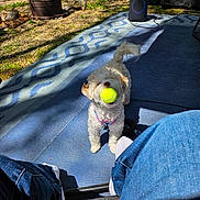 Ellie joined the competition — help win amazing prizes! dog, tennis_ball, outdoor, yard, grass, fire_pit, logs, rug, blue_rug, person, jeans, socks, sunlight, shadow, playful, pet, small_dog, curly_fur, toy, happy