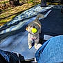 dog, tennis_ball, outdoor, yard, grass, fire_pit, logs, rug, blue_rug, person, jeans, socks, sunlight, shadow, playful, pet, small_dog, curly_fur, toy, happy