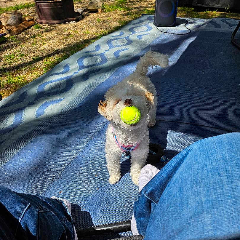 Ellie joined the competition — help win amazing prizes! blue_rug, curly_fur, dog, fire_pit, grass, happy, jeans, logs, outdoor, person, pet, playful, rug, shadow, small_dog, socks, sunlight, tennis_ball, toy, yard