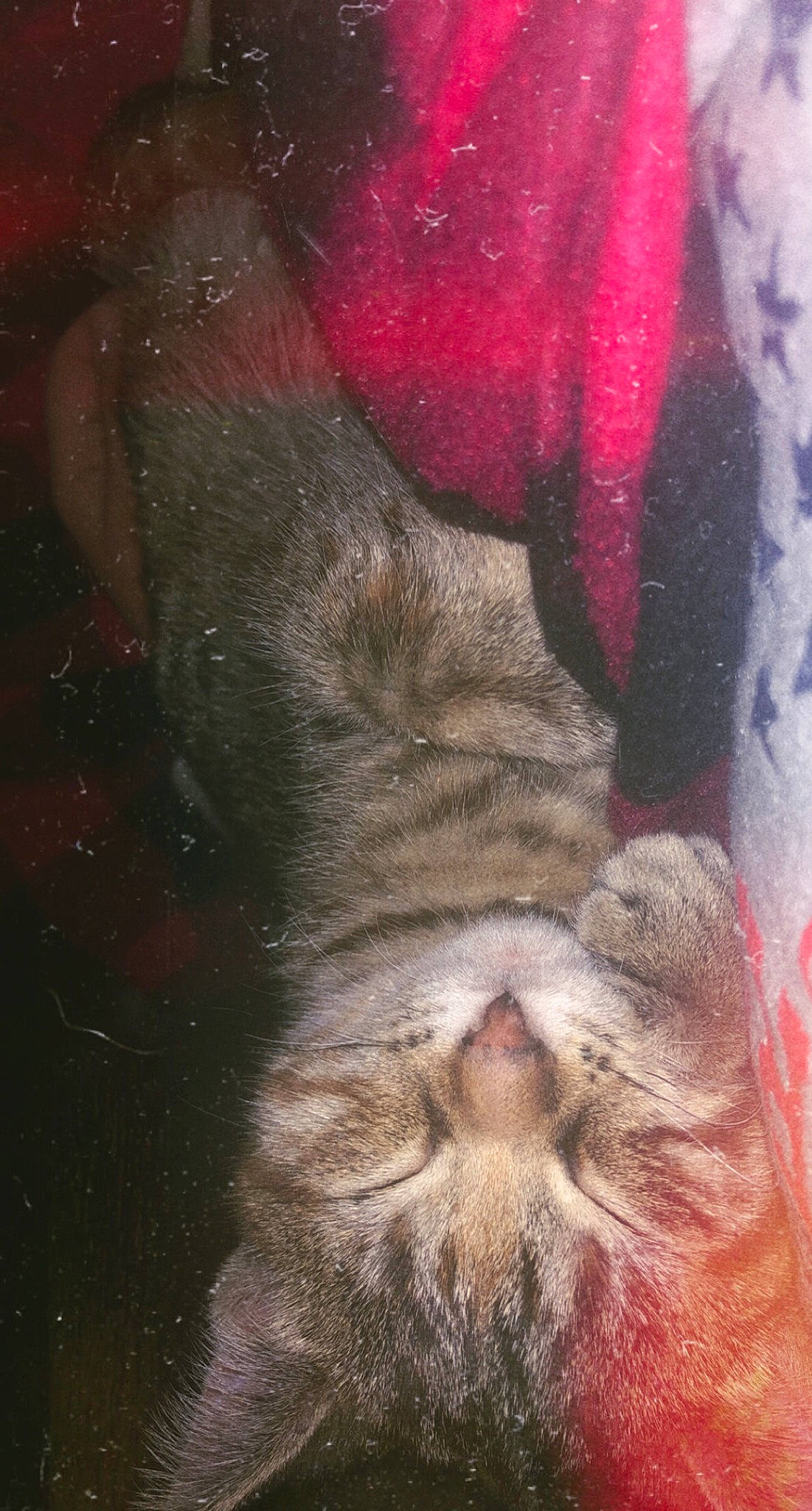 Piper joined the competition — help win amazing prizes! carnivore, cat, claw, domestic_short_haired_cat, eye, fawn, felidae, foot, fur, human_leg, nap, paw, small_to_medium_sized_cats, snout, tail, terrestrial_animal, visual_arts, whiskers, window, wrinkle