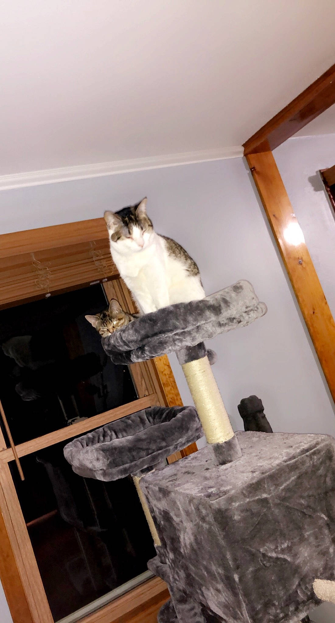 Piper joined the competition — help win amazing prizes! carnivore, cat, ceiling, chair, couch, domestic_short_haired_cat, felidae, flooring, fur, hardwood, plywood, room, small_to_medium_sized_cats, stairs, tail, whiskers, wood, wood_stain