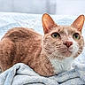 cat, ginger_cat, white_fur, green_eyes, whiskers, ears, nose, blanket, soft_texture, indoor, pet, animal, feline, closeup, resting, cozy, curious, fur, portrait, bed