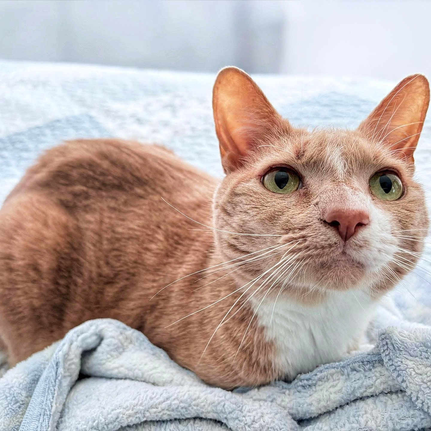Peanut joined the competition — help win amazing prizes! cat, ginger_cat, white_fur, green_eyes, whiskers, ears, nose, blanket, soft_texture, indoor, pet, animal, feline, closeup, resting, cozy, curious, fur, portrait, bed