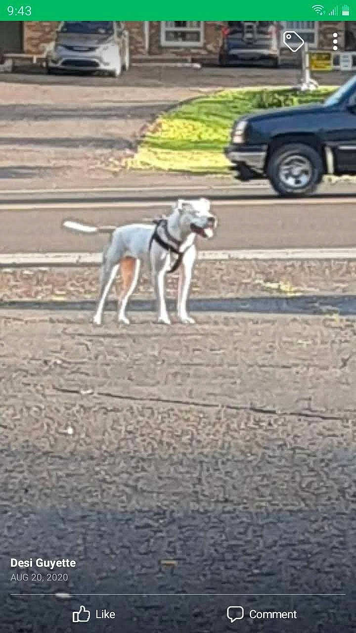 Angel is registered to the contest to win money with this photo: asphalt, automotive_exterior, automotive_tire, car, carnivore, companion_dog, dog, dog_breed, dog_supply, flooring, mammal, parking, road, road_surface, sidewalk, tail, tire, vehicle, vehicle_door, wheel