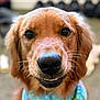 Remi joined the competition — help win amazing prizes! dog, golden_retriever, close_up, bandana, blue_bandana, floral_pattern, pet, animal, canine, friendly, smiling, outdoor, portrait, whiskers, fur, nose, ears, eyes, cute, domestic_animal