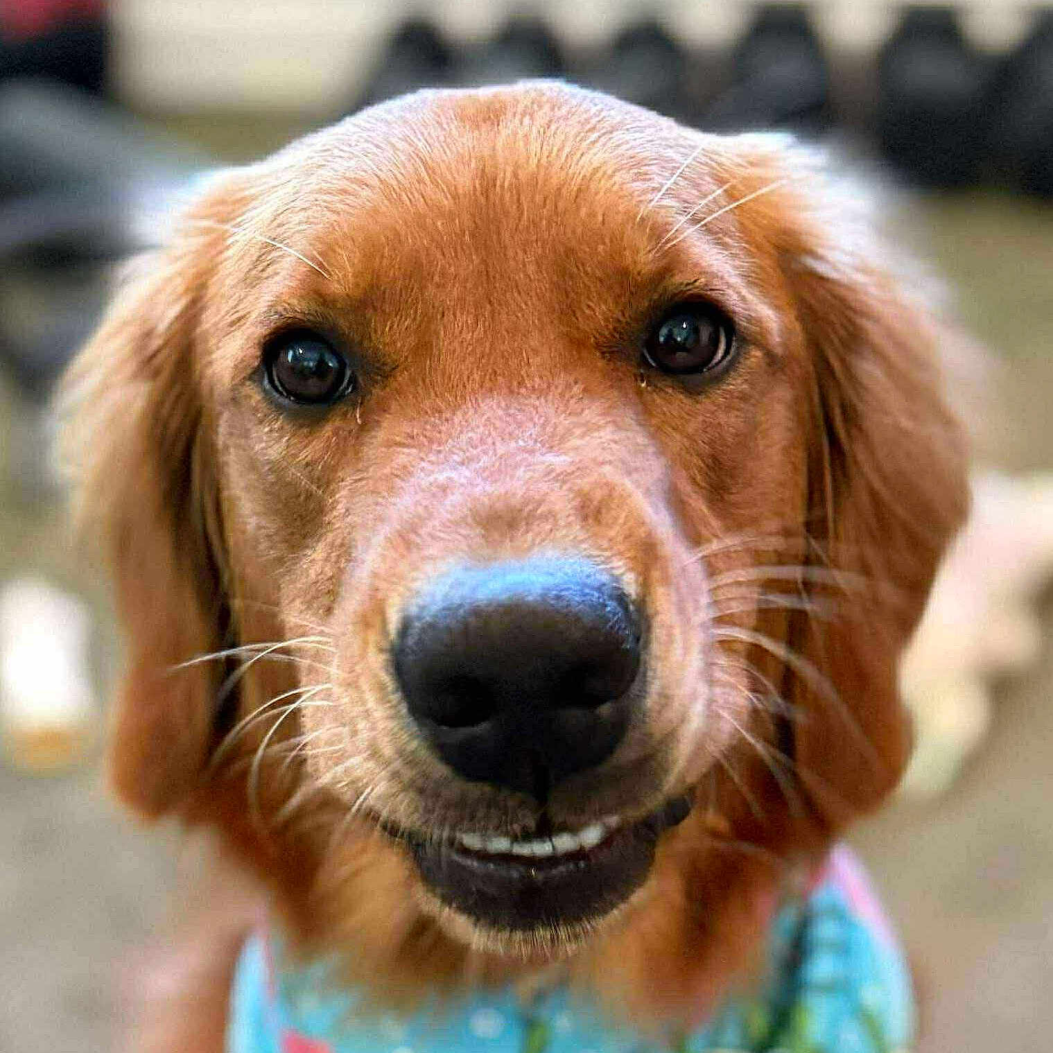Remi joined the competition — help win amazing prizes! animal, bandana, blue_bandana, canine, close_up, cute, dog, domestic_animal, ears, eyes, floral_pattern, friendly, fur, golden_retriever, nose, outdoor, pet, portrait, smiling, whiskers