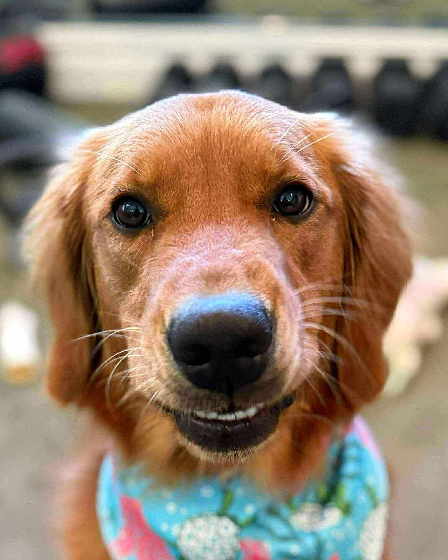 Remi joined the competition — help win amazing prizes! dog, golden_retriever, close_up, bandana, blue_bandana, floral_pattern, pet, animal, canine, friendly, smiling, outdoor, portrait, whiskers, fur, nose, ears, eyes, cute, domestic_animal