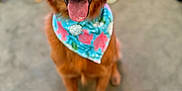 Remi joined the competition — help win amazing prizes! dog, golden_retriever, bandana, pet, animal, tongue_out, happy, sitting, indoor, carpet, cute, mammal, fur, friendly, smiling, closeup, portrait, domestic_animal, playful, canine