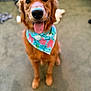 dog, golden_retriever, bandana, pet, animal, tongue_out, happy, sitting, indoor, carpet, cute, mammal, fur, friendly, smiling, closeup, portrait, domestic_animal, playful, canine