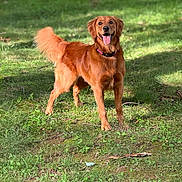 Remi is registered to the contest to win money with this photo: dog, golden_retriever, grass, outdoor, pet, animal, canine, tongue_out, collar, happy, standing, sunlight, nature, greenery, fur, playful, mammal, friendly, summer, daylight