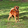 Remi is registered to the contest to win money with this photo: dog, golden_retriever, outdoor, grass, pet, canine, happy, animal, nature, collar, tongue_out, fur, mammal, playful, daylight, standing, tail, ears, friendly, summer