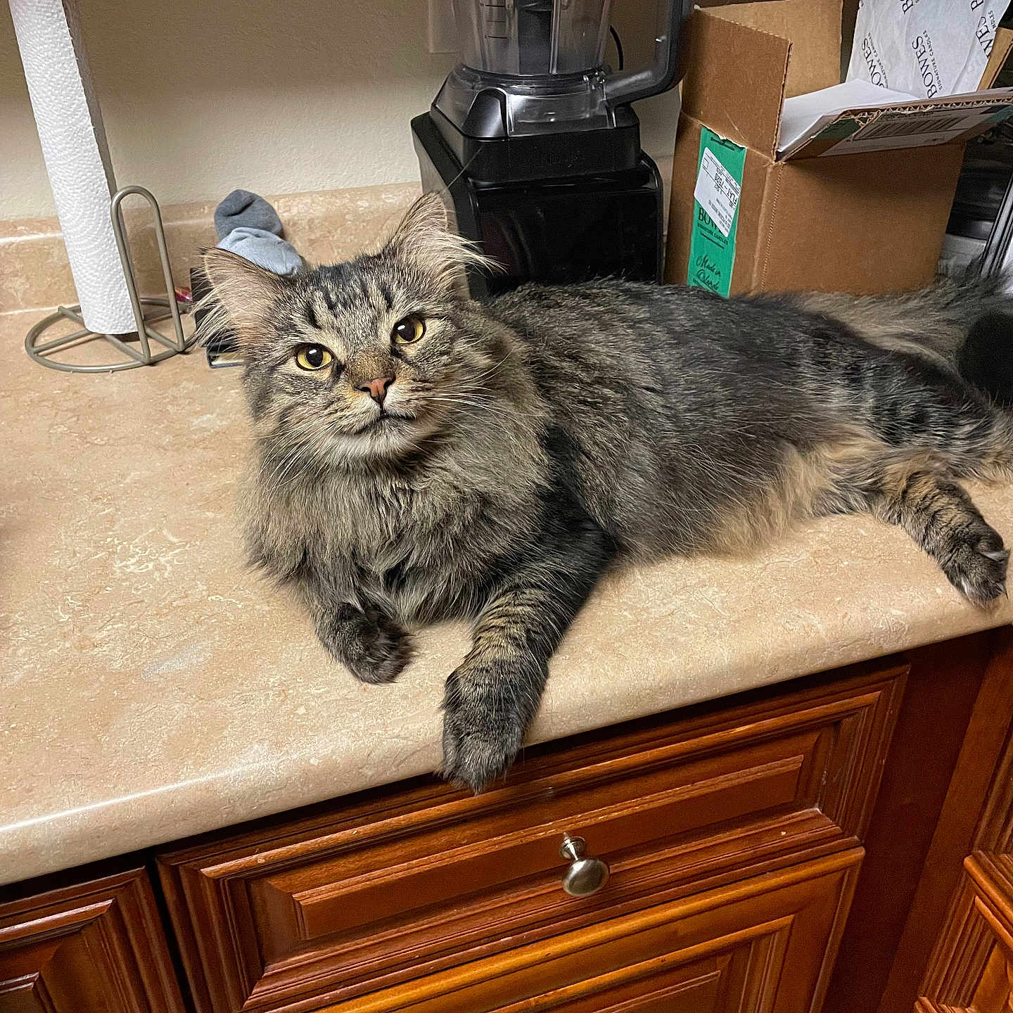 Teddy is registered to the contest to win money with this photo: animal, box, cat, computer, computerhardware, desk, drawer, electronics, furniture, hardware, hardwood, indoors, monitor, pc, pet, plywood, screen, shelf, table, wood