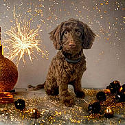 Lena is registered to the contest to win money with this photo: puppy, dog, brown_dog, holiday, festive, glitter, ornaments, sparkle, celebration, cute, pet, animal, decorations, shiny, background, studio, portrait, christmas, gold, sparkling