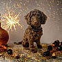 puppy, dog, brown_dog, holiday, festive, glitter, ornaments, sparkle, celebration, cute, pet, animal, decorations, shiny, background, studio, portrait, christmas, gold, sparkling