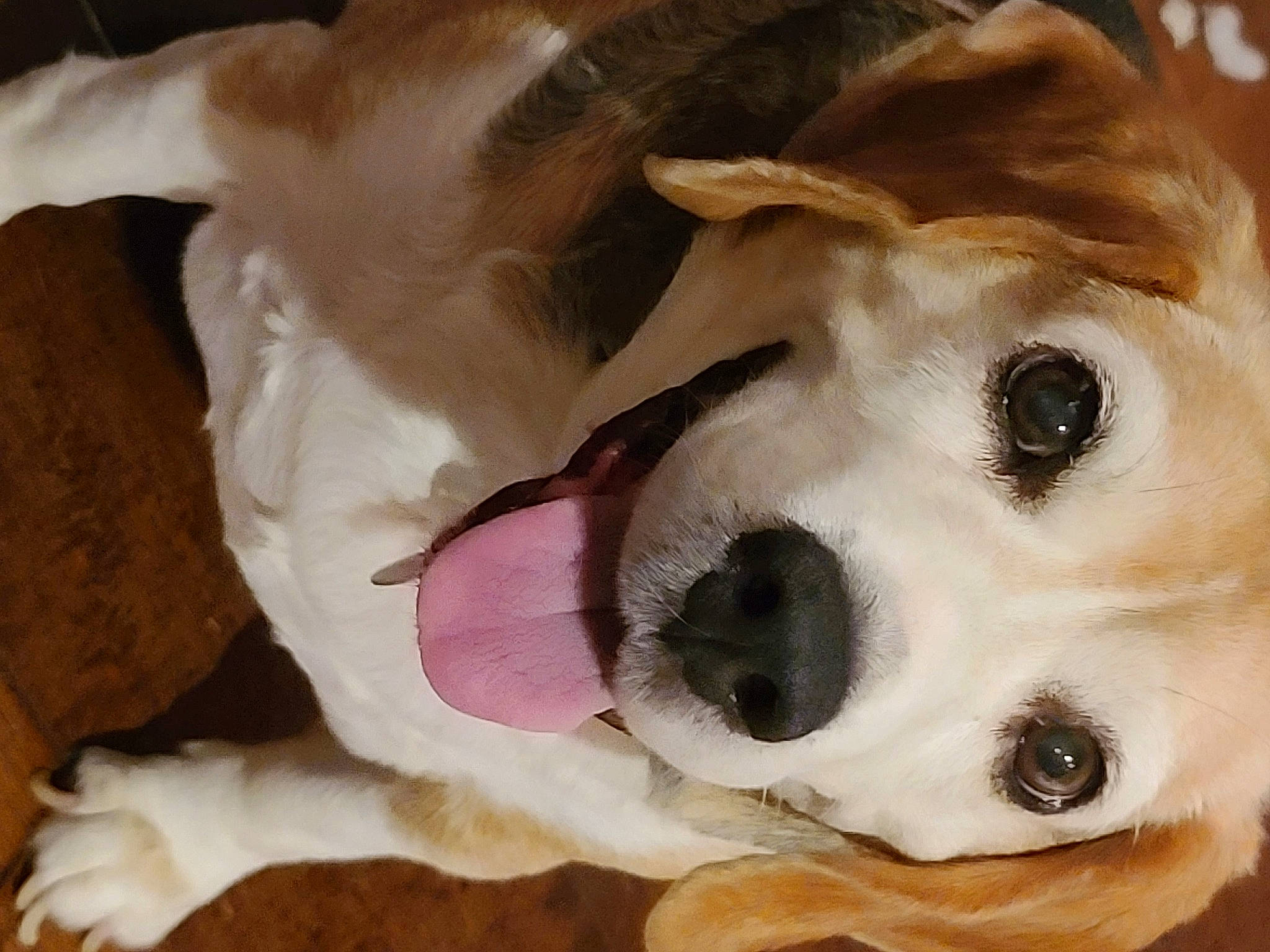 Bagel joined the competition — help win amazing prizes! ancient_dog_breeds, ball, brown, canidae, carnivore, companion_dog, dog, dog_breed, dog_supply, fawn, fur, liver, paw, pet_supply, snout, sporting_group, vertebrate, whiskers, working_animal, working_dog