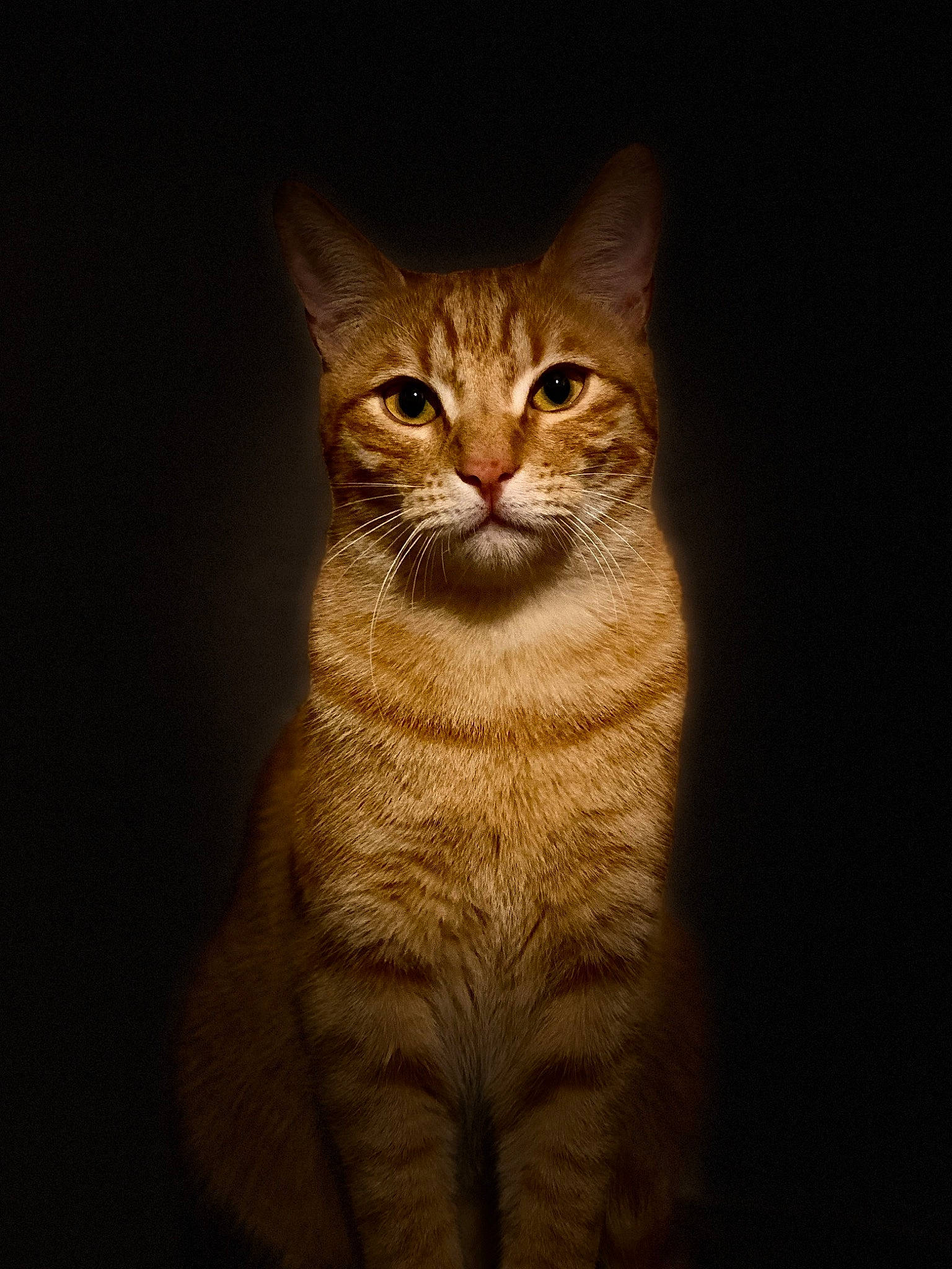 Mimi a rejoint le concours — aidez-le/la à gagner de superbes lots ! art, brown, carnivore, cat, darkness, domestic_short_haired_cat, fawn, felidae, fur, illustration, night, small_to_medium_sized_cats, snout, tail, terrestrial_animal, tree, whiskers, wildlife, window, wood