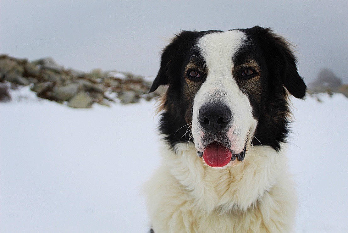 Jack a rejoint le concours — aidez-le/la à gagner de superbes lots ! carnivore, companion_dog, dog, dog_breed, freezing, fur, herding_dog, plant, sky, snow, winter, working_dog