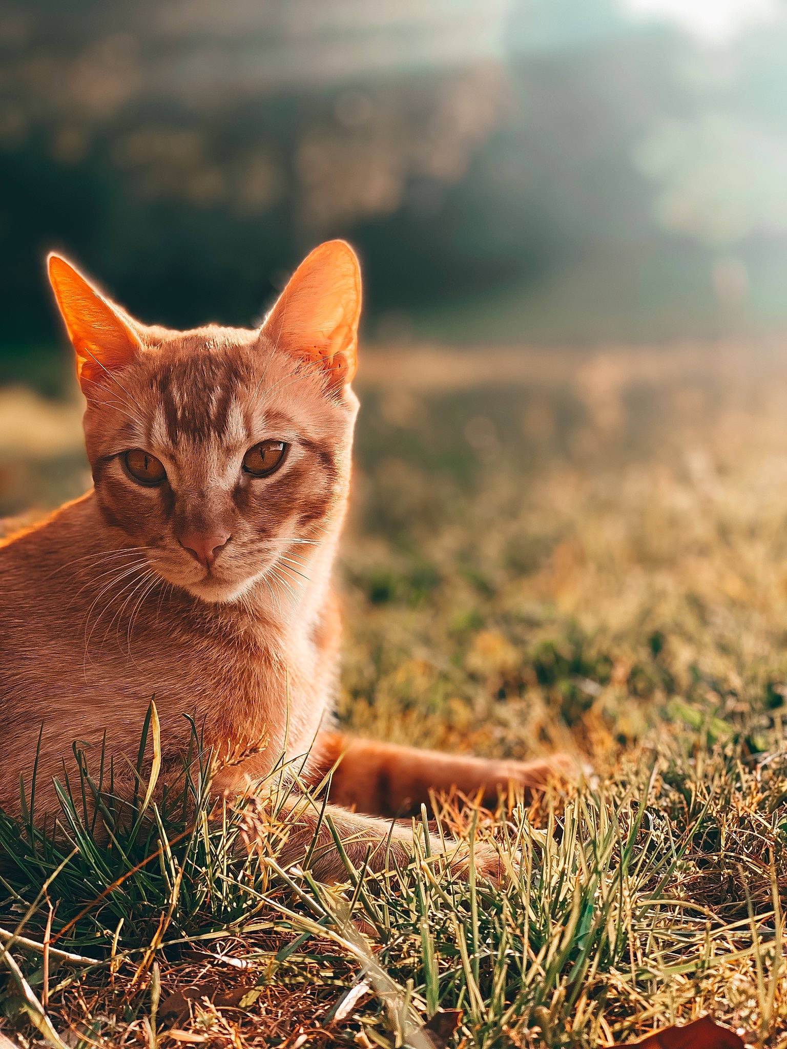 Pango a rejoint le concours — aidez-le/la à gagner de superbes lots ! carnivore, cat, domestic_short_haired_cat, fawn, felidae, fur, grass, grass_family, grassland, happy, landscape, plant, small_to_medium_sized_cats, snout, sunlight, tail, terrestrial_animal, tree, whiskers, wood