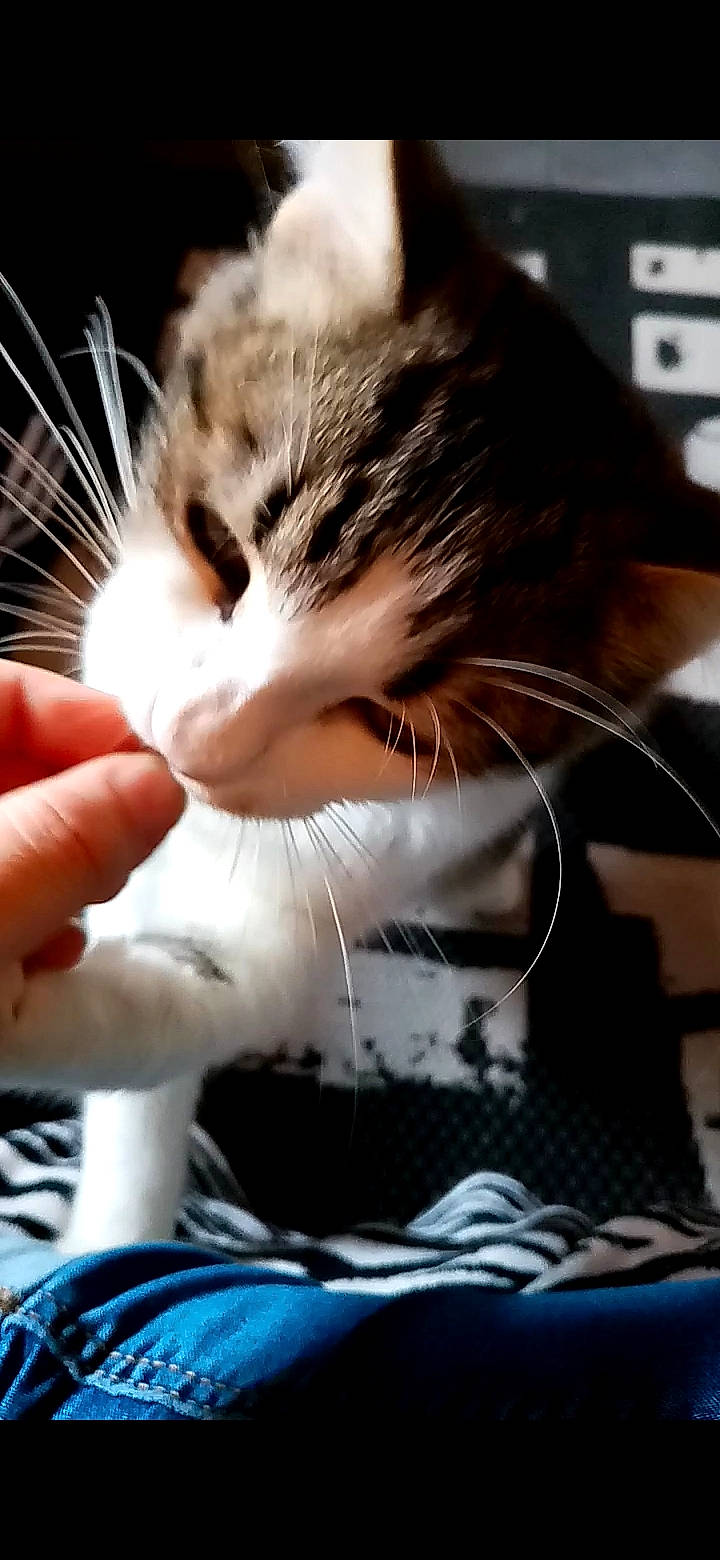 Poupy a rejoint le concours — aidez-le/la à gagner de superbes lots ! aegean_cat, asian, carnivore, cat, domestic_short_haired_cat, ear, european_shorthair, felidae, fur, kitten, nose, small_to_medium_sized_cats, snout, whiskers