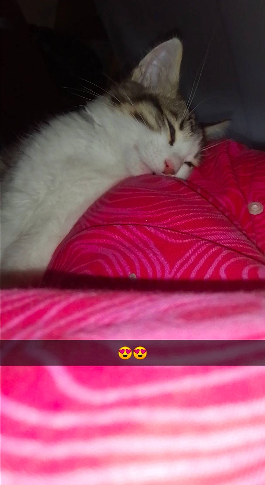 Poupy participe au concours pour gagner de l'argent avec cette photo : american_shorthair, asian, carnivore, cat, domestic_short_haired_cat, european_shorthair, felidae, fur, kitten, norwegian_forest_cat, pink, small_to_medium_sized_cats, whiskers