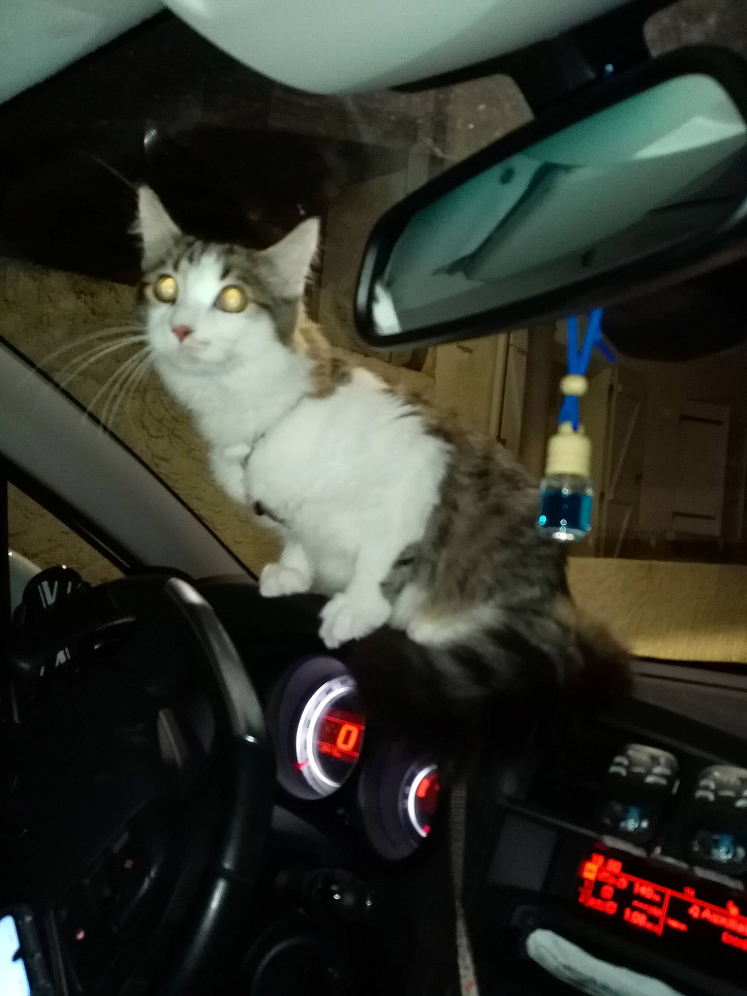 Poupy a rejoint le concours — aidez-le/la à gagner de superbes lots ! auto_part, automotive_lighting, automotive_window_part, car, carnivore, cat, domestic_short_haired_cat, driving, family_car, felidae, headlamp, kitten, photography, small_to_medium_sized_cats, vehicle, vehicle_door, wheel, whiskers, windshield