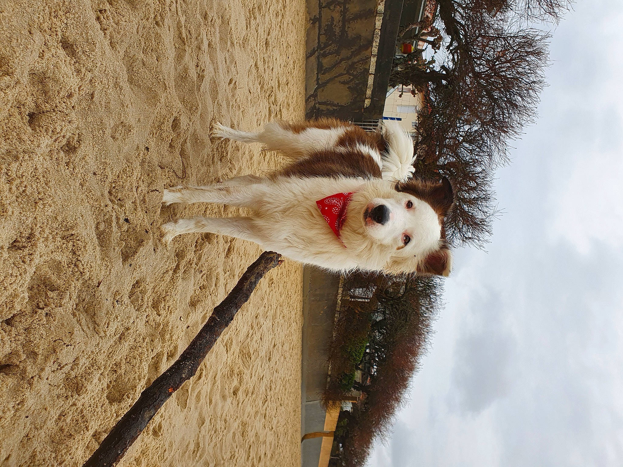 Willow a rejoint le concours — aidez-le/la à gagner de superbes lots ! beak, fawn, fur, plant, sky, soil, sporting_group, tail, tree, trunk, twig, winter, wood
