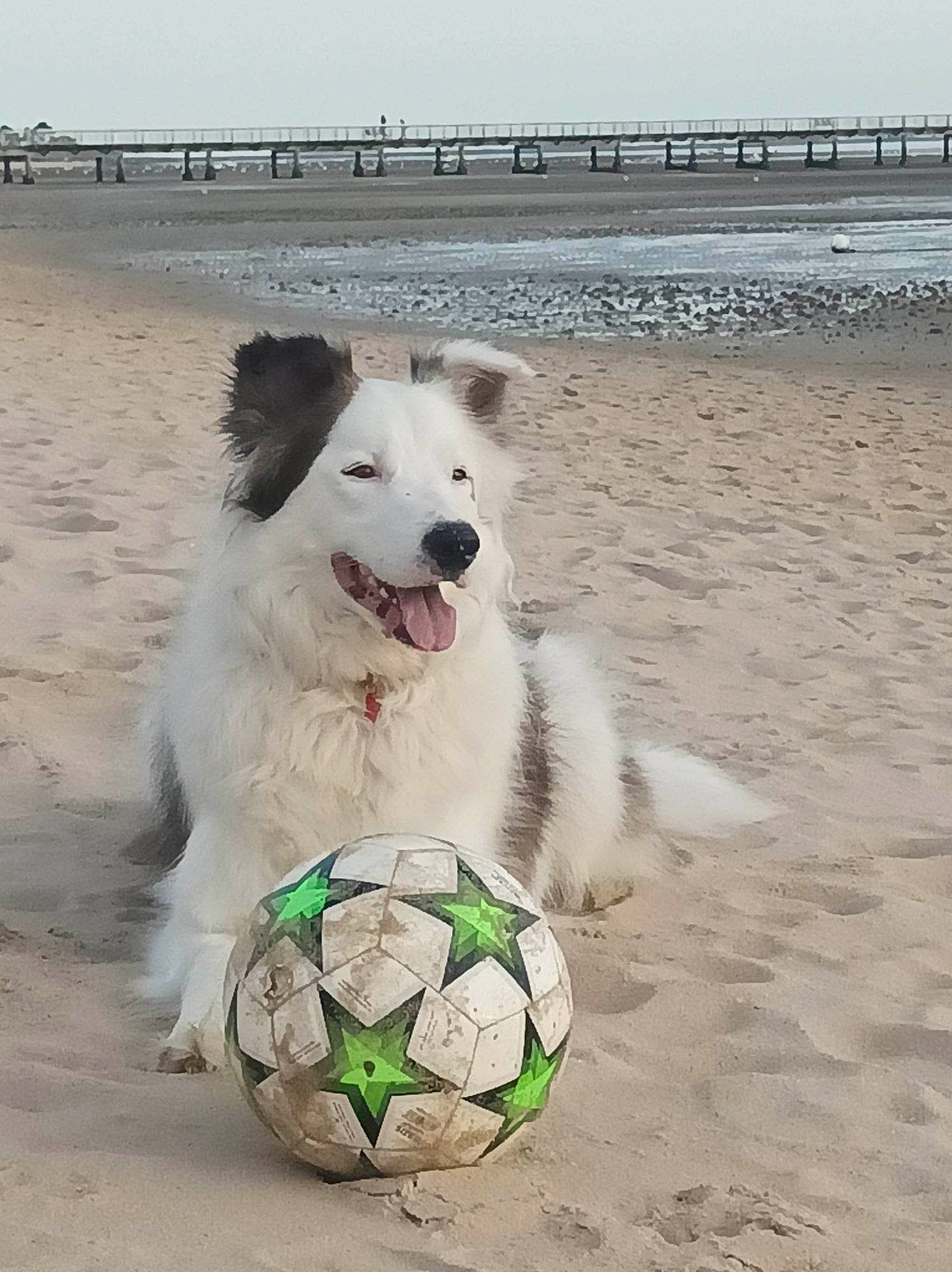 Willow participe au concours pour gagner de l'argent avec cette photo : ball, beach, canidae, carnivore, collar, companion_dog, dog, dog_breed, dog_collar, dog_supply, happy, herding_dog, ocean, sand, sky, snout, sporting_group, sports_equipment, water, working_animal