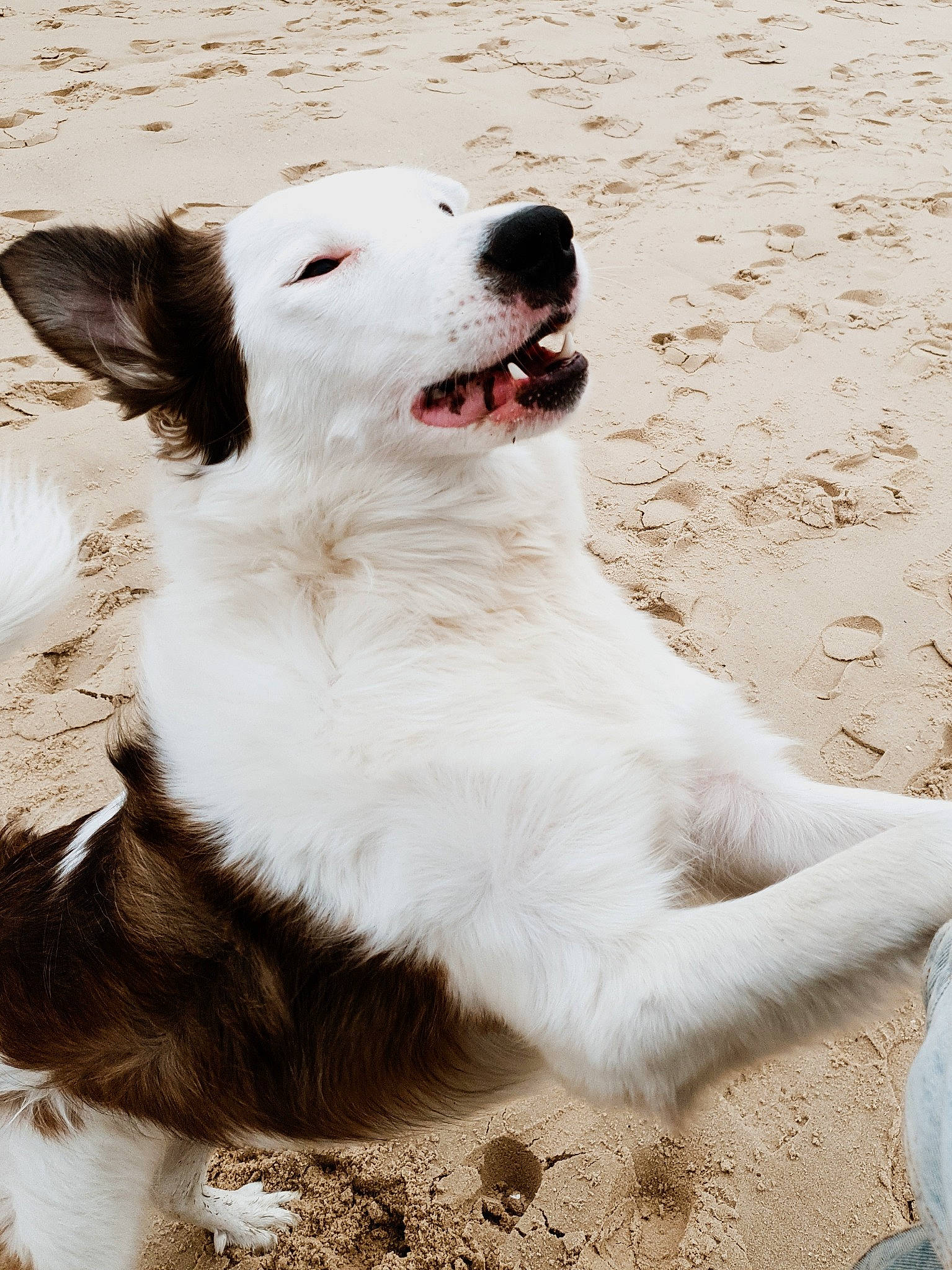 Willow participe au concours pour gagner de l'argent avec cette photo : ancient_dog_breeds, beach, canidae, carnivore, collar, companion_dog, dog, dog_breed, dog_collar, fang, fur, happy, non_sporting_group, snout, sporting_group, whiskers, working_animal, working_dog
