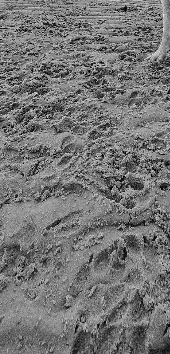 Willow participe au concours pour gagner de l'argent avec cette photo : asphalt, automotive_tire, bedrock, concrete, grey, landscape, monochrome, monochrome_photography, mud, pattern, road_surface, rock, sand, soil