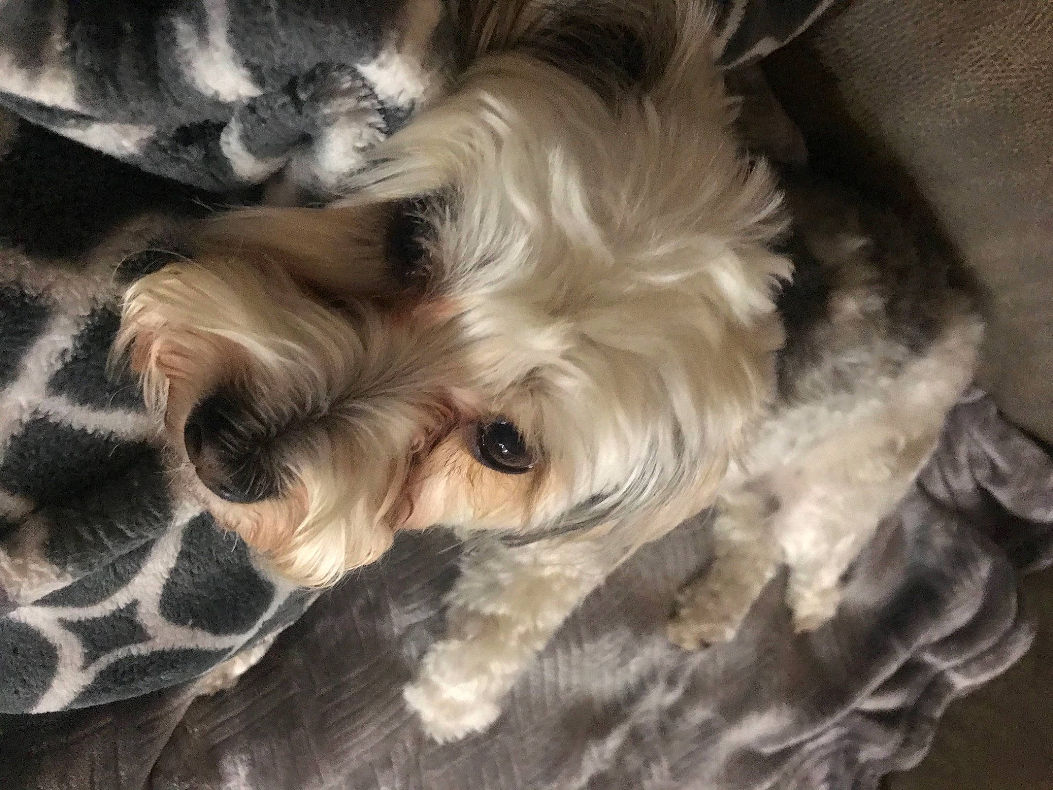 Roxy joined the competition — help win amazing prizes! biewer_terrier, canidae, carnivore, companion_dog, dog, dog_breed, fur, maltepoo, non_sporting_group, pattern, poodle_crossbreed, puppy, small_terrier, snout, sporting_group, terrier, toy_dog, working_animal