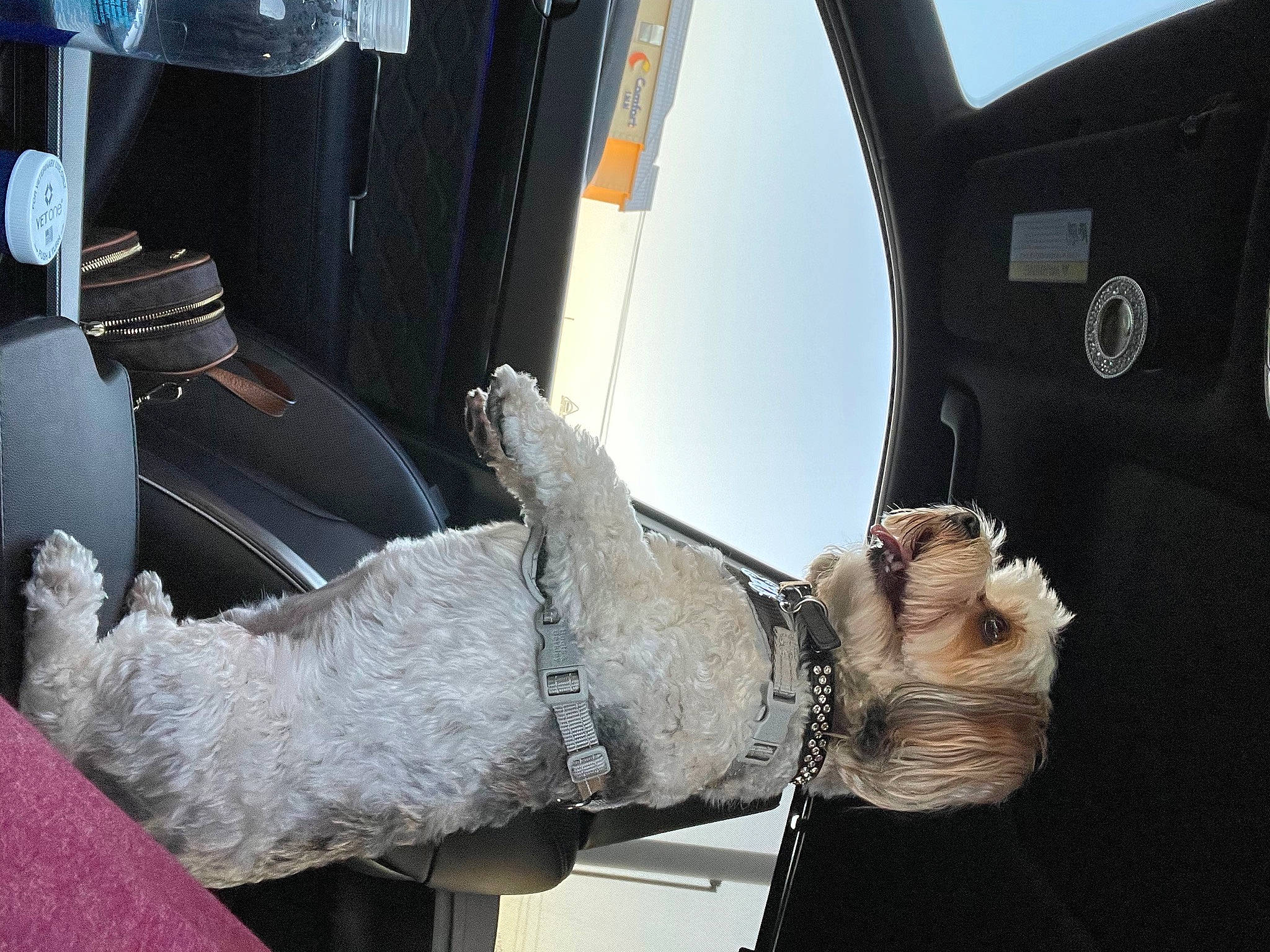 Roxy joined the competition — help win amazing prizes! arm, auto_part, automotive_design, automotive_exterior, automotive_tire, bumper, dress, elbow, gas, gesture, glove, hand, hood, human_leg, leg, machine, motor_vehicle, vehicle, vehicle_door, wrist