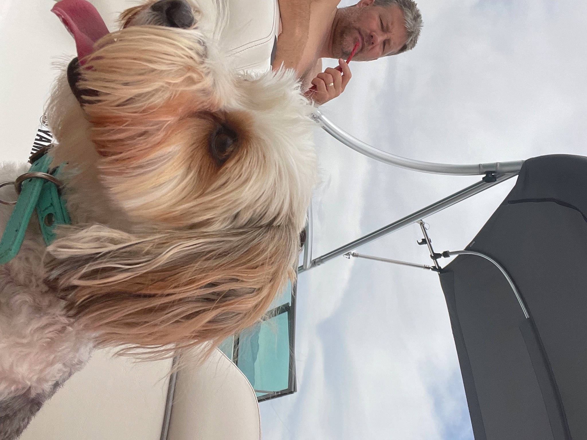 Roxy is registered to the contest to win money with this photo: audio_equipment, back, companion_dog, dress, eyewear, fashion_accessory, fawn, feather, fur, hair_coloring, long_hair, sitting, sky, street_fashion, sunglasses, wire