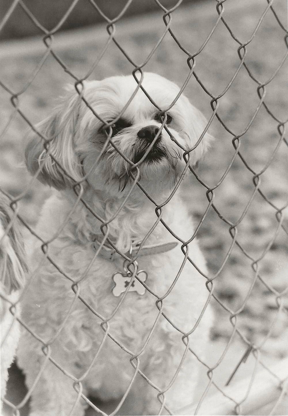 Katie is registered to the contest to win money with this photo: black, black_and_white, carnivore, chain_link_fencing, felidae, fence, grey, line, mammal, mesh, monochrome, monochrome_photography, pet_supply, photograph, snout, style, terrestrial_animal, vertebrate, white, wire_fencing