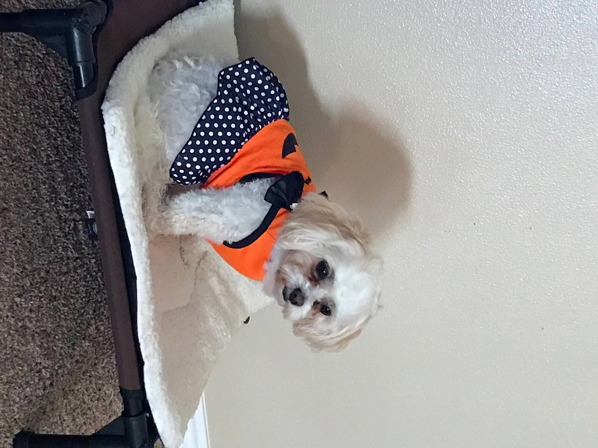 Katie joined the competition — help win amazing prizes! canidae, carmine, carnivore, companion_dog, dog, dog_breed, dog_clothes, dog_supply, fashion_accessory, fawn, fur, grey, hat, linens, non_sporting_group, pet_supply, snout, sporting_group