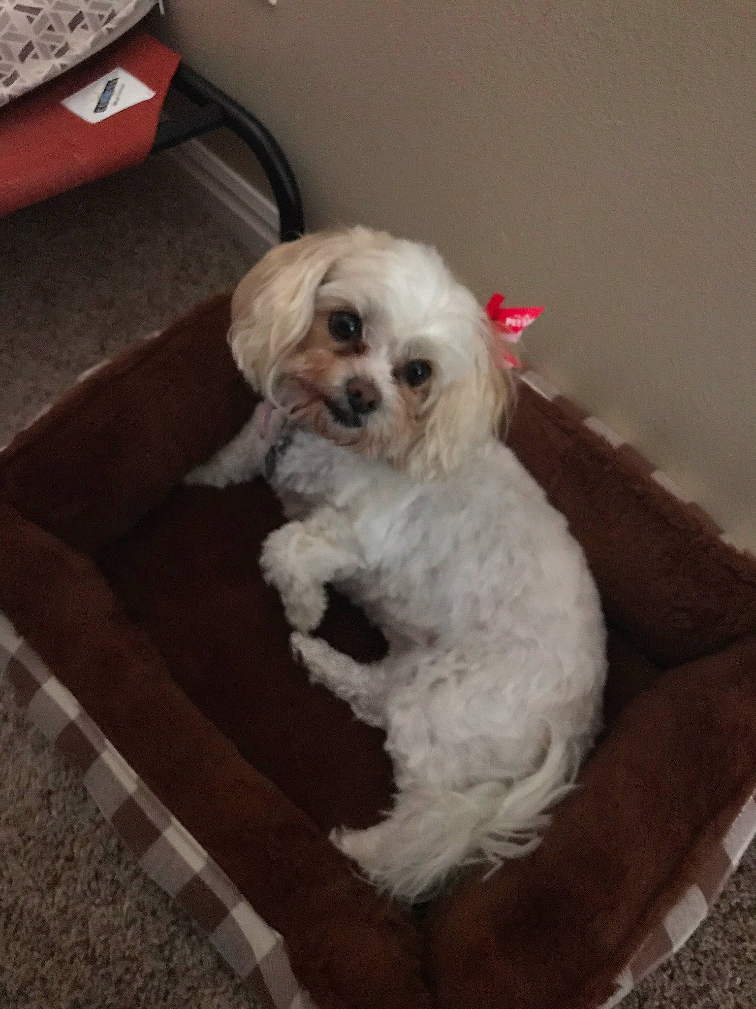 Katie is registered to the contest to win money with this photo: canidae, carnivore, chair, cockapoo, companion_dog, couch, dog, dog_breed, dog_supply, fur, labradoodle, puppy_love, shih_poo, small_terrier, snout, sporting_group, terrier, toy_dog, water_dog, working_animal