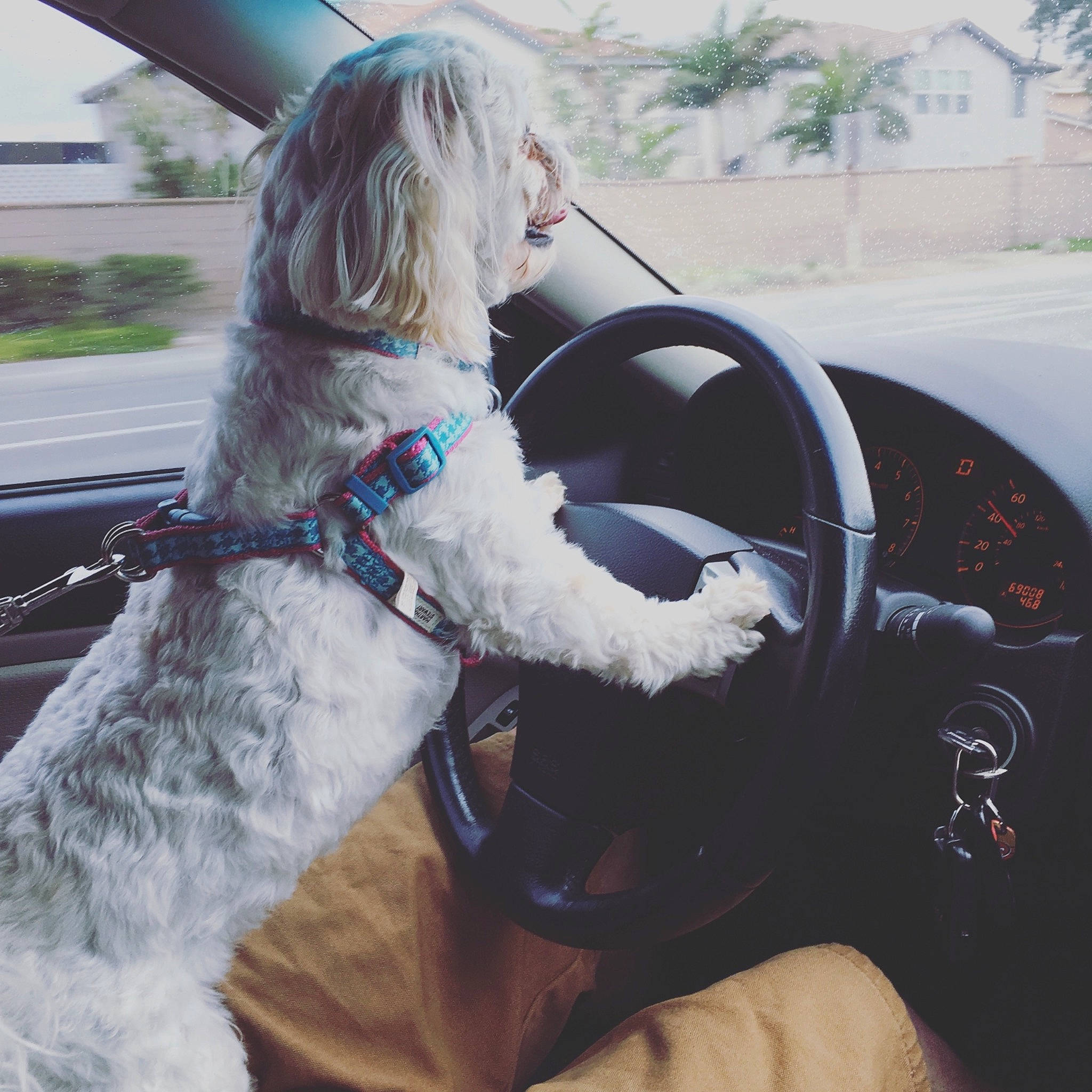 Katie is registered to the contest to win money with this photo: auto_part, automotive_exterior, car, car_seat_cover, carnivore, collar, companion_dog, dog, dog_breed, fawn, motor_vehicle, personal_luxury_car, sky, speedometer, steering_part, steering_wheel, vehicle, vehicle_door, window, windshield