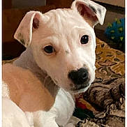 Alto participe au concours pour gagner de l'argent avec cette photo : puppy, dog, white_fur, tan_fur, blanket, indoor, cute, pet, animal, lying_down, ears, face, black_nose, curious, young, fur, cozy, home, looking, companion