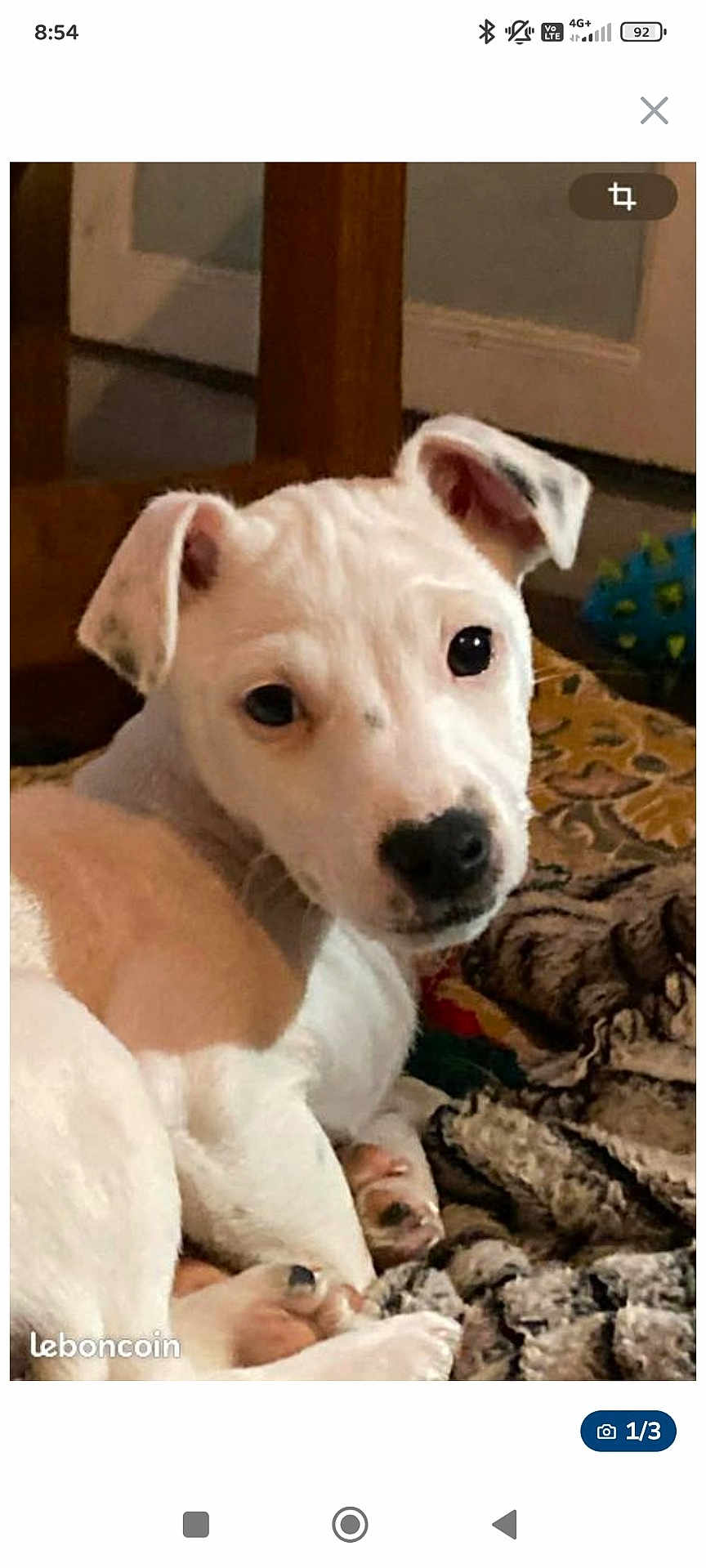 Alto participe au concours pour gagner de l'argent avec cette photo : puppy, dog, white_fur, tan_fur, blanket, indoor, cute, pet, animal, lying_down, ears, face, black_nose, curious, young, fur, cozy, home, looking, companion