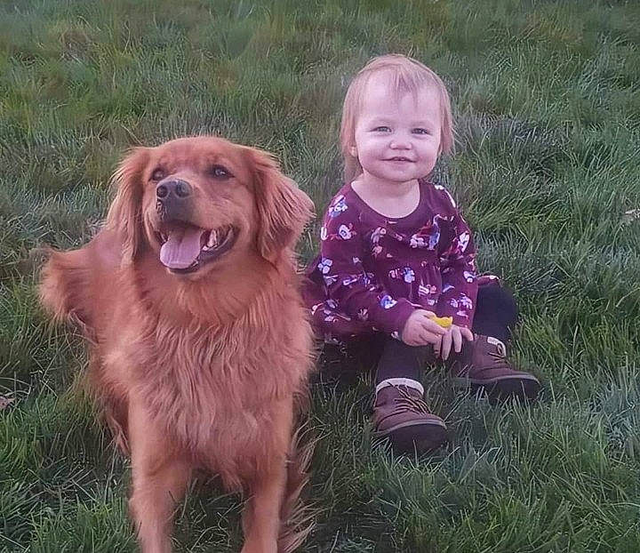 Malayna is registered to the contest to win money with this photo: canidae, carnivore, child, companion_dog, dog, dog_breed, fun, golden_retriever, hovawart, irish_setter, joy, mammal, nova_scotia_duck_tolling_retriever, person, retriever, setter, sporting_group, vertebrate