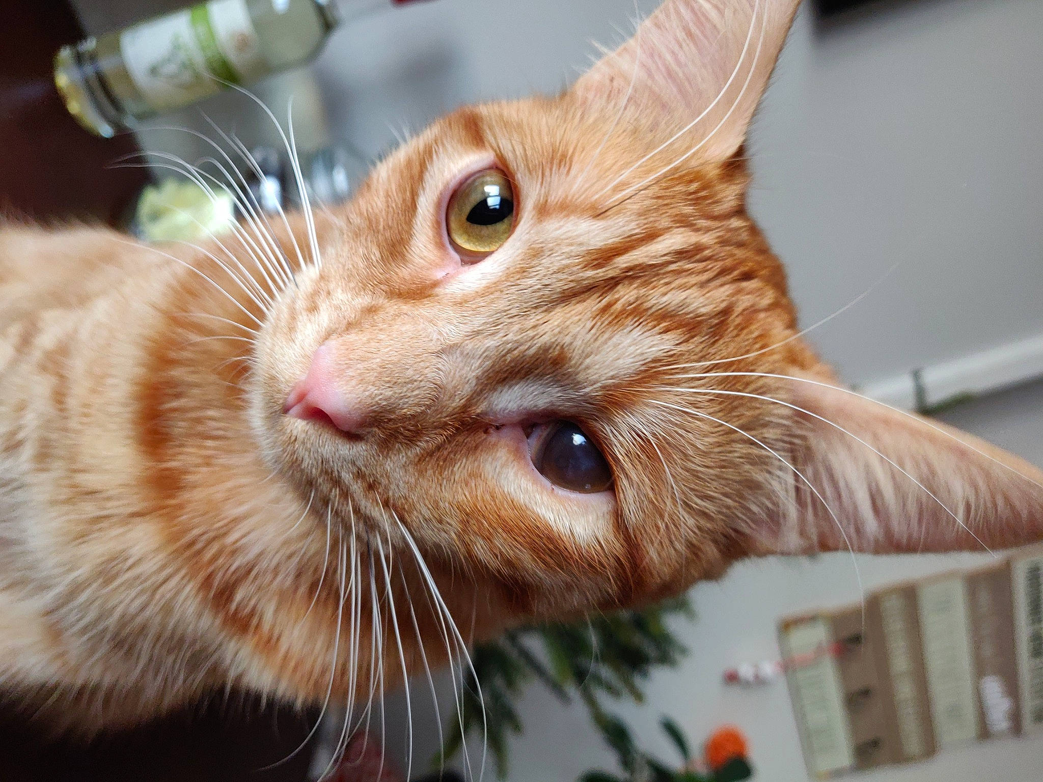 Schweppes participe au concours pour gagner de l'argent avec cette photo : american_shorthair, asian, carnivore, cat, close_up, domestic_short_haired_cat, ear, european_shorthair, eye, fawn, felidae, fur, german_rex, kitten, organism, plant, small_to_medium_sized_cats, snout, tabby_cat, whiskers