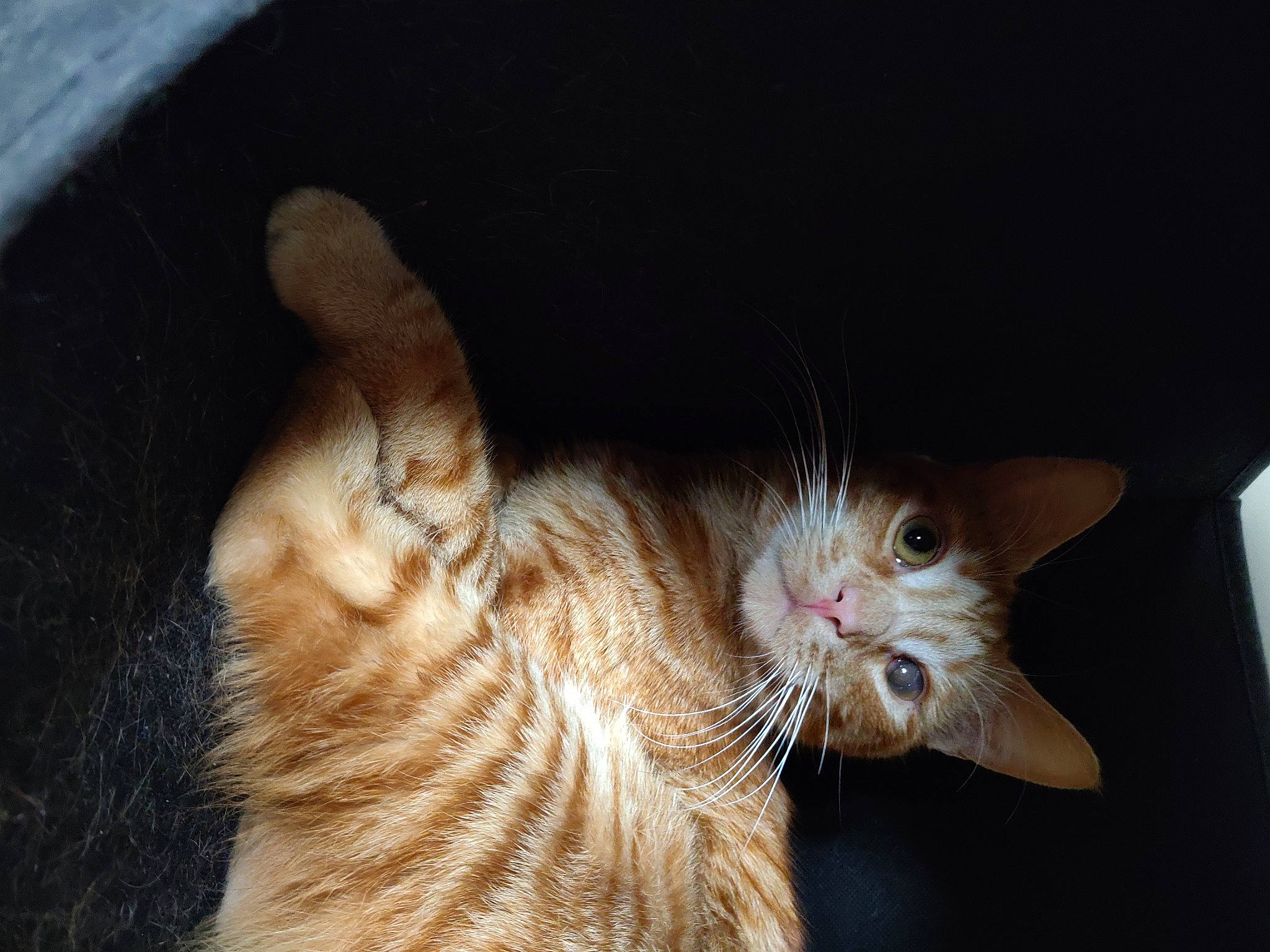 Schweppes participe au concours pour gagner de l'argent avec cette photo : asian, carnivore, cat, claw, domestic_short_haired_cat, ear, european_shorthair, fawn, felidae, fur, german_rex, kitten, mammal, nose, polydactyl_cat, small_to_medium_sized_cats, snout, tabby_cat, tail, whiskers