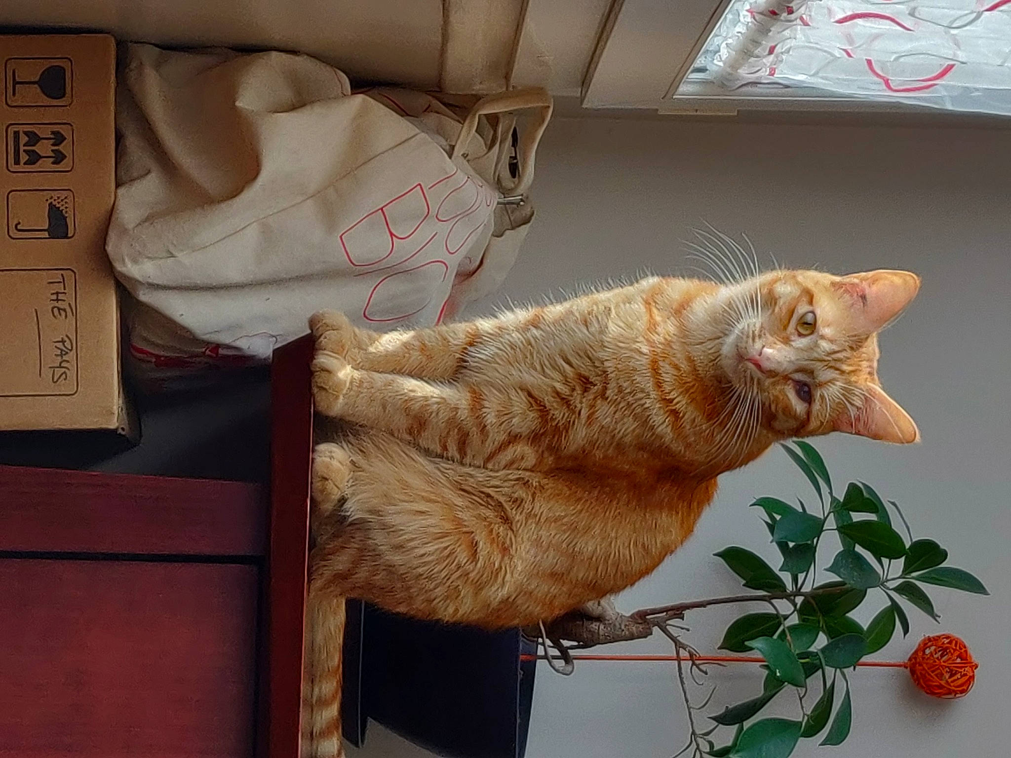 Schweppes a rejoint le concours — aidez-le/la à gagner de superbes lots ! asian, carnivore, cat, domestic_short_haired_cat, dragon_li, ear, european_shorthair, fawn, felidae, german_rex, nap, organism, small_to_medium_sized_cats, tabby_cat, tail, whiskers