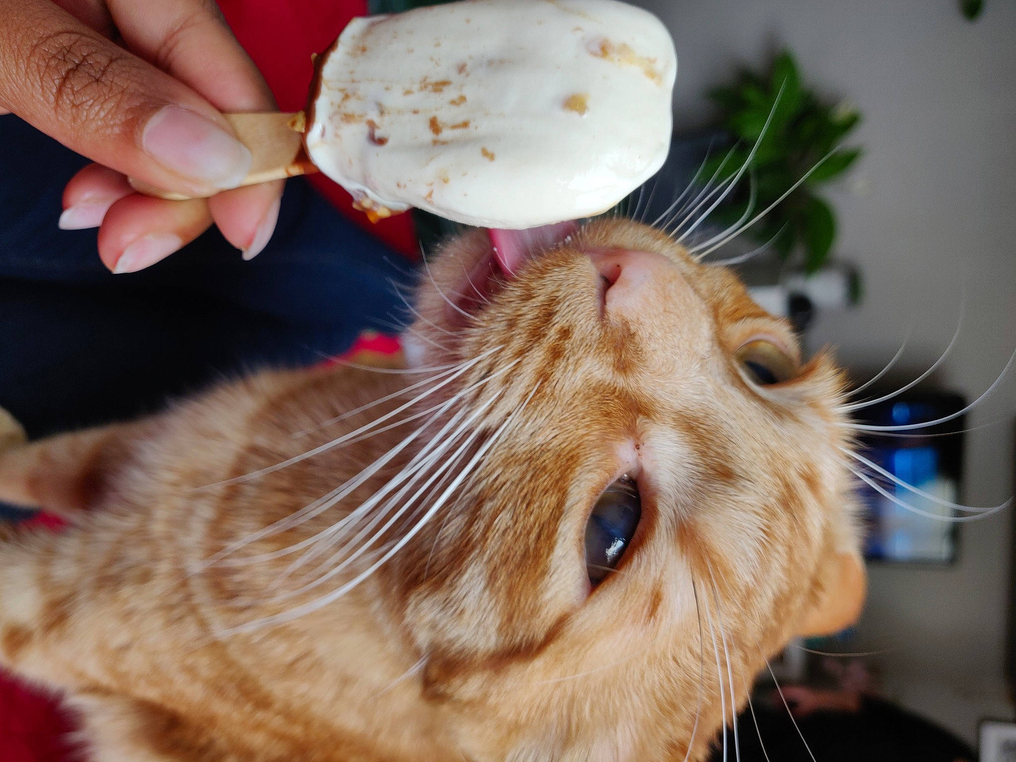 Schweppes a rejoint le concours — aidez-le/la à gagner de superbes lots ! american_shorthair, carnivore, cat, close_up, ear, european_shorthair, eye, felidae, fur, kitten, nose, organism, small_to_medium_sized_cats, snout, tabby_cat, whiskers