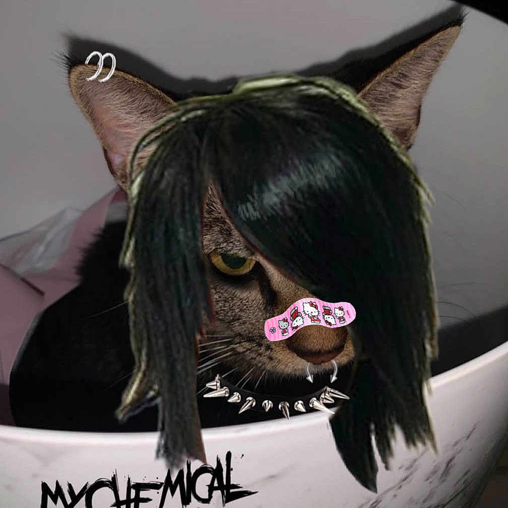 Yuni joined the competition — help win amazing prizes! abyssinian, accessories, animal, art, blackcat, book, cat, comics, drawing, glasses, hair, kitten, person, pet, photography, plant, pottedplant, publication, sticker, text