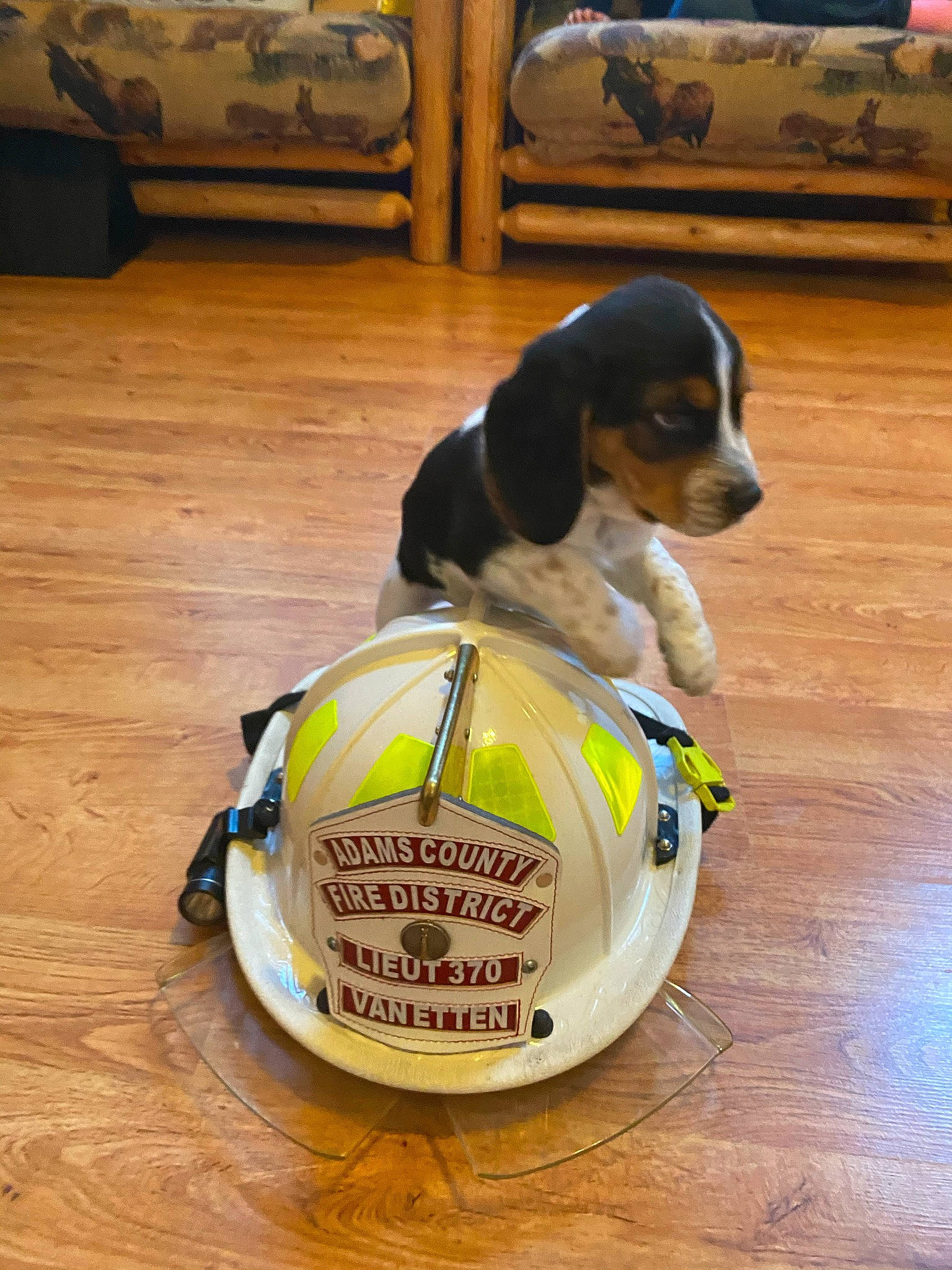 Remington is registered to the contest to win money with this photo: ball, carnivore, collar, companion_dog, dog, dog_breed, dog_supply, floor, flooring, football, hardwood, hound, personal_protective_equipment, pet_supply, scent_hound, snout, soccer_ball, sports_toy, wood, working_animal