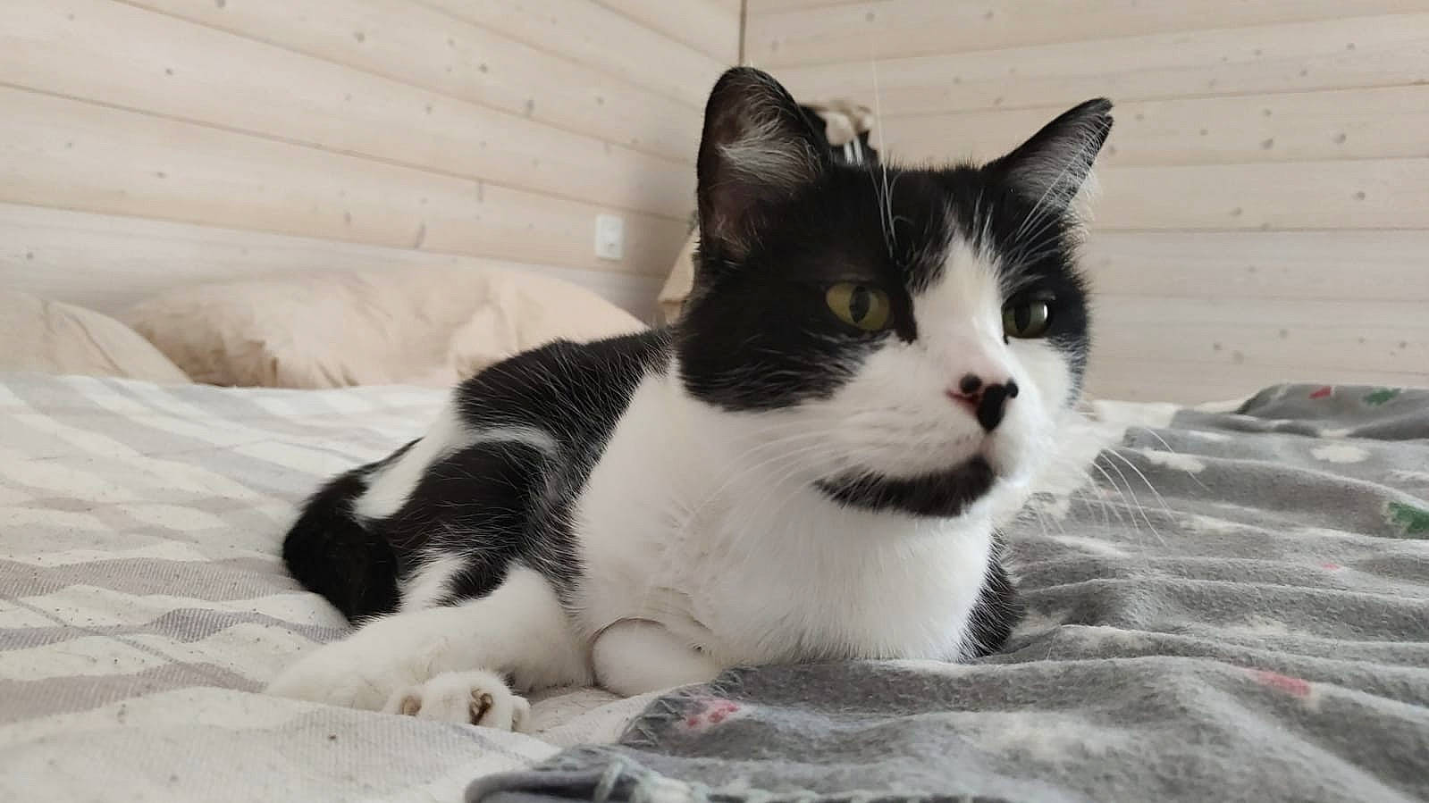 Stitch participe au concours pour gagner de l'argent avec cette photo : carnivore, cat, comfort, domestic_short_haired_cat, felidae, fur, grey, small_to_medium_sized_cats, snout, terrestrial_animal, whiskers