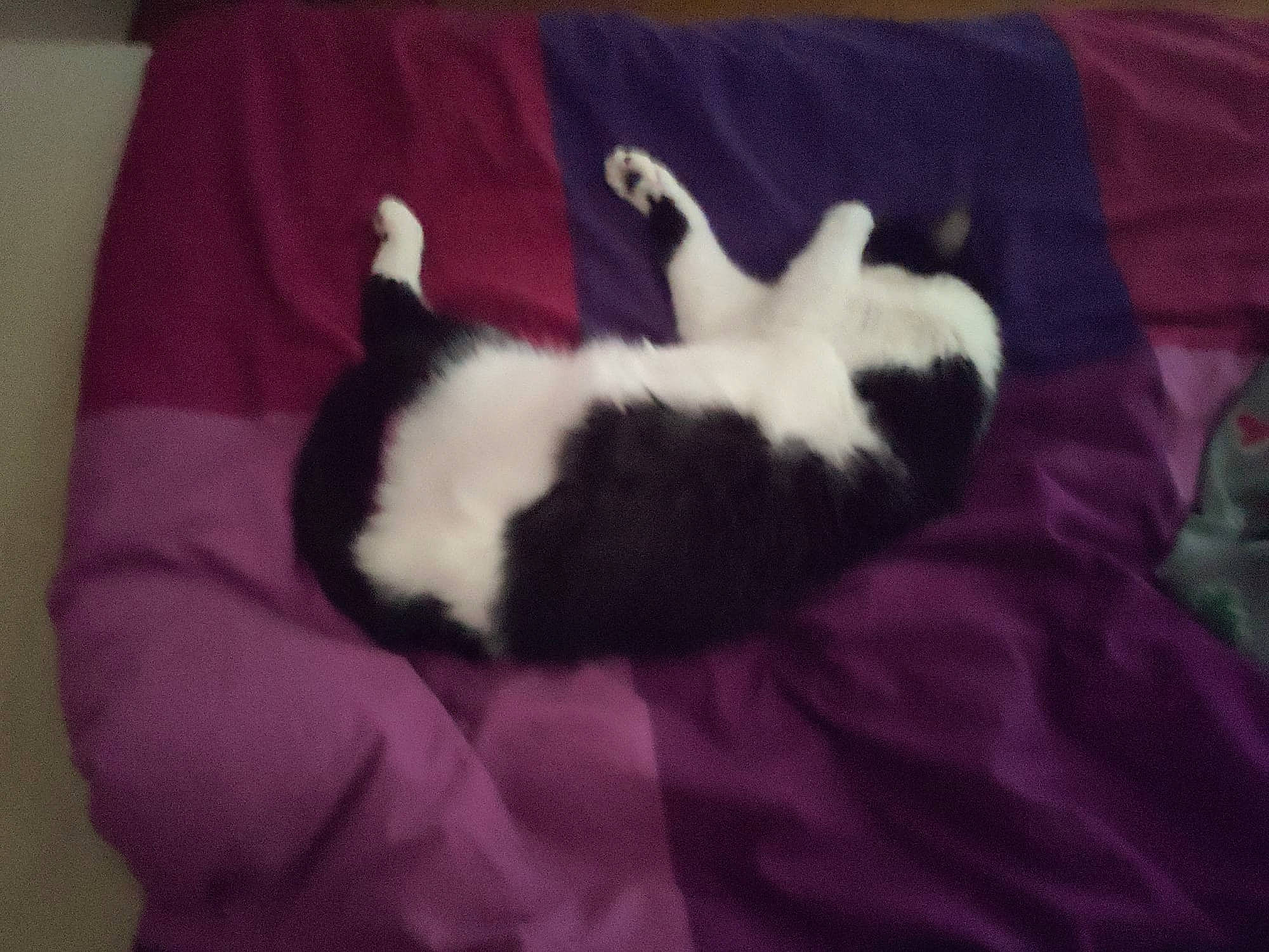 Stitch participe au concours pour gagner de l'argent avec cette photo : canidae, carnivore, cat, cat_bed, cat_supply, comfort, companion_dog, dog_breed, domestic_short_haired_cat, felidae, fur, linens, magenta, nap, paw, small_to_medium_sized_cats, sporting_group, tail, terrestrial_animal, whiskers