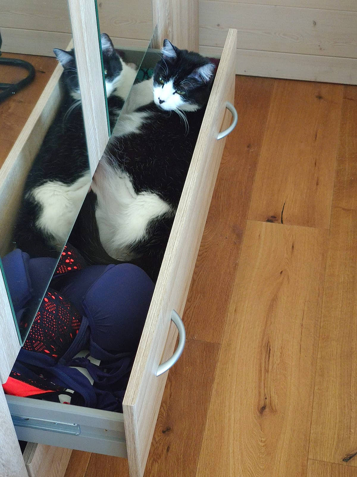 Stitch participe au concours pour gagner de l'argent avec cette photo : carnivore, cat, domestic_short_haired_cat, felidae, floor, flooring, fur, hardwood, laminate_flooring, pet_supply, plank, plywood, rectangle, small_to_medium_sized_cats, tail, varnish, whiskers, wood, wood_flooring, wood_stain